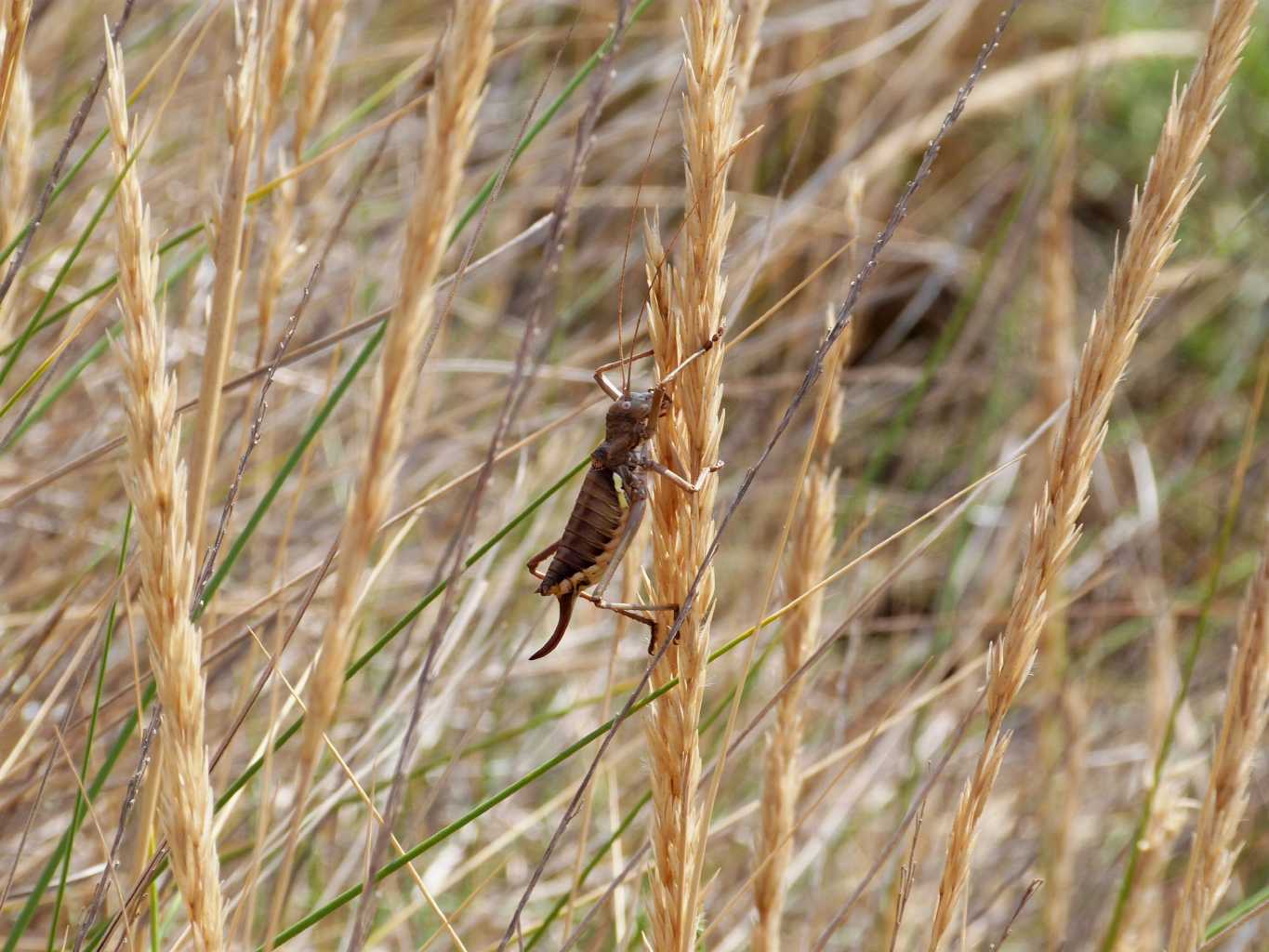 Effetto steli di stipa